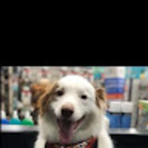 Meet your Posher, Ashton